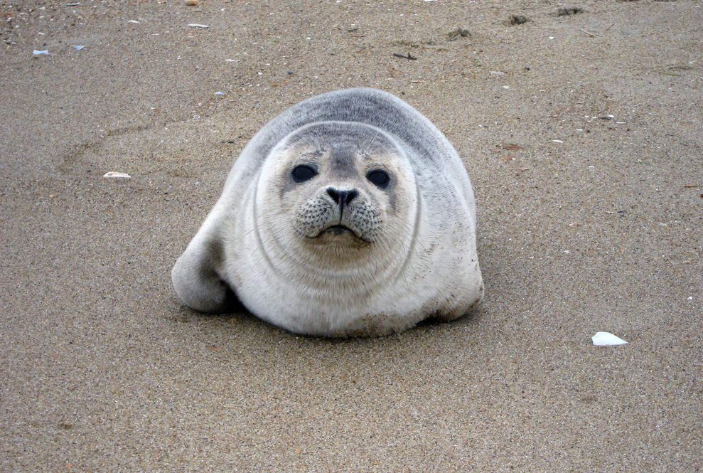 Seal pup in Back Bay National Wildlife Refuge