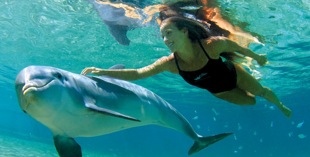 Swimming with dolphins jamaica