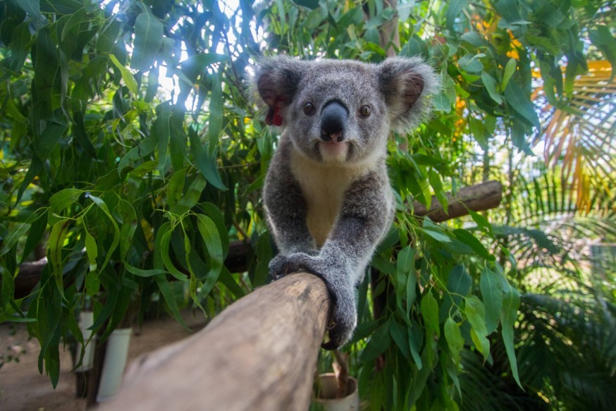 australia Koala