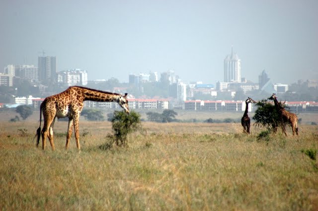 Giraffe Park africa nairobi