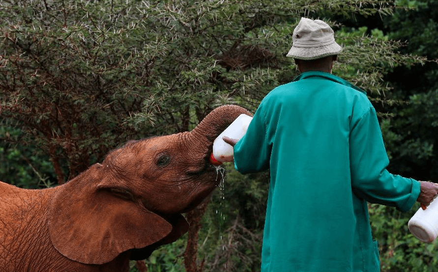 Nairobi Elephant Orphanage africa