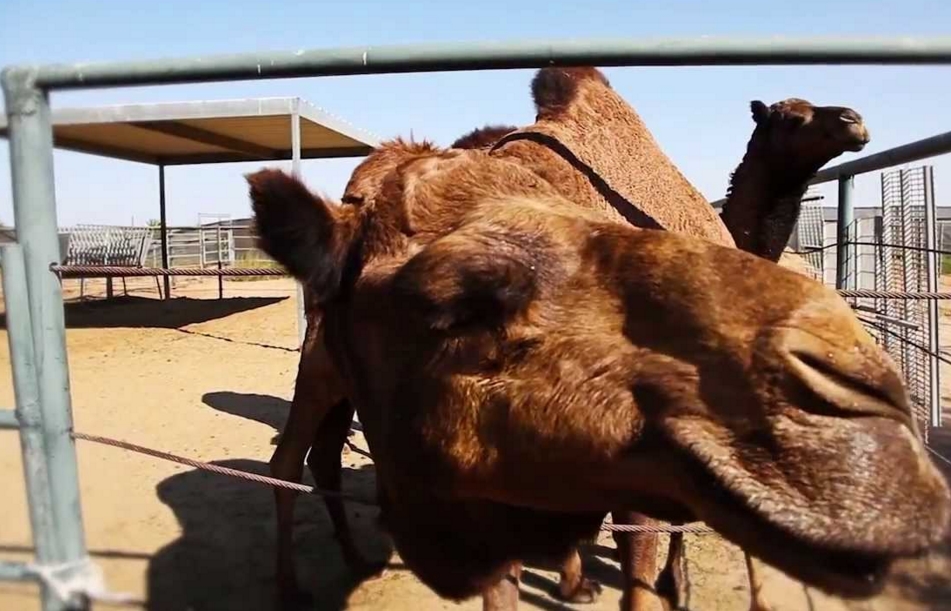 Arizona Camel Farm